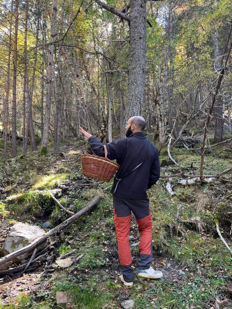 Anar a buscar bolets i no perdre's en l'intent