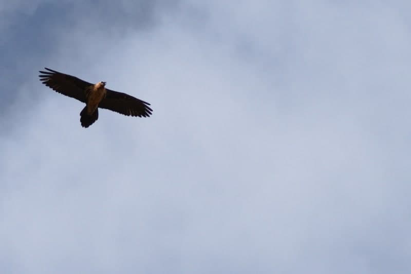 Pallars Jussà, Land of Vultures