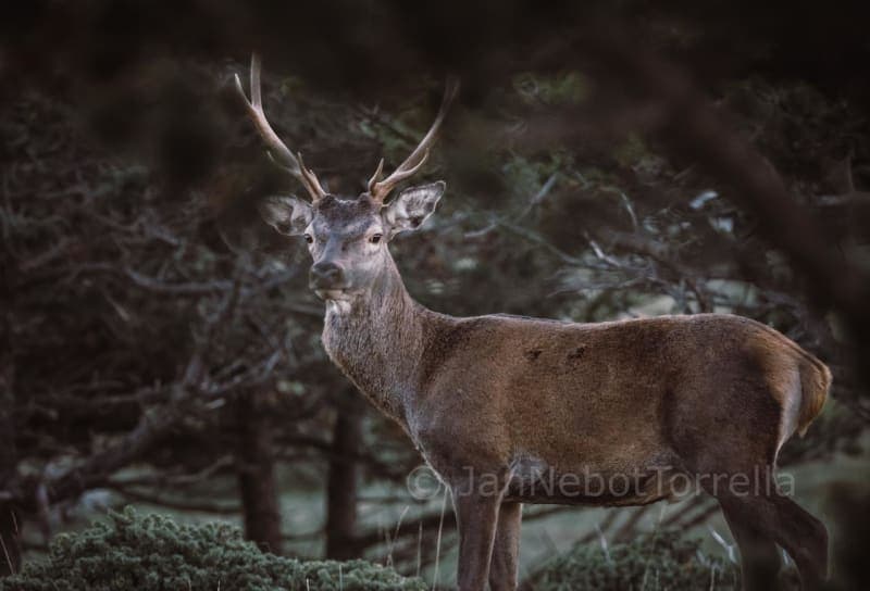 Deer Rutting Season